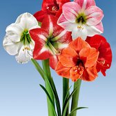 5x Hippeastrum - Amaryllis Mix - Gemengde kleuren - Vroegbloeiers - 5 bloembollen Ø 26-28 cm