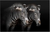 Zebra koppel op zwarte achtergrond - Foto op Forex - 120 x 80 cm