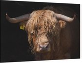 Bizon op zwarte achtergrond - Foto op Canvas - 45 x 30 cm