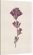 Kluwenklokje (Clustered Bellflower) - Foto op Canvas - 30 x 45 cm
