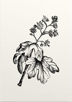 Esdoorn zwart-wit (Maple) - Foto op Posterpapier - 50 x 70 cm (B2)