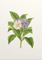 Brunfelsia Aquarel (Brunfelsia) - Foto op Posterpapier - 42 x 59.4 cm (A2)