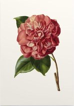 Camelia Aquarel (Camelia) - Foto op Posterpapier - 42 x 59.4 cm (A2)