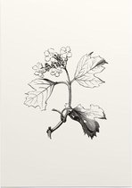 Gelderse Roos zwart-wit (Guelder Rose) - Foto op Posterpapier - 42 x 59.4 cm (A2)