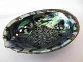 Abalone schelp om te smudgen, meditatie, yoga, huisreiniging