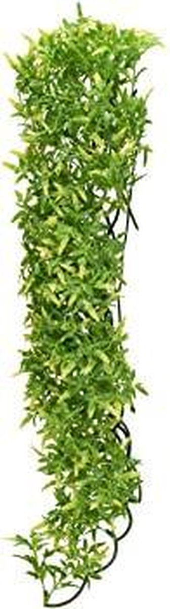 Zoomed Naturalistic flora - Bolivian Croton - Large - terrariumplant