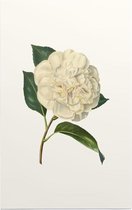 Witte Camelia Aquarel (Camelia) - Foto op Forex - 80 x 120 cm