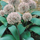 Bloembol Allium karataviense (Puinlook, sierui) - 20 bollen -maat 14+ - cadeau