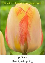 tulp Beauty OF Spring 25 bollen maat 12/+ tulpen bloembollen