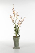 Phalaenopsis Mineral roze | Orchidee