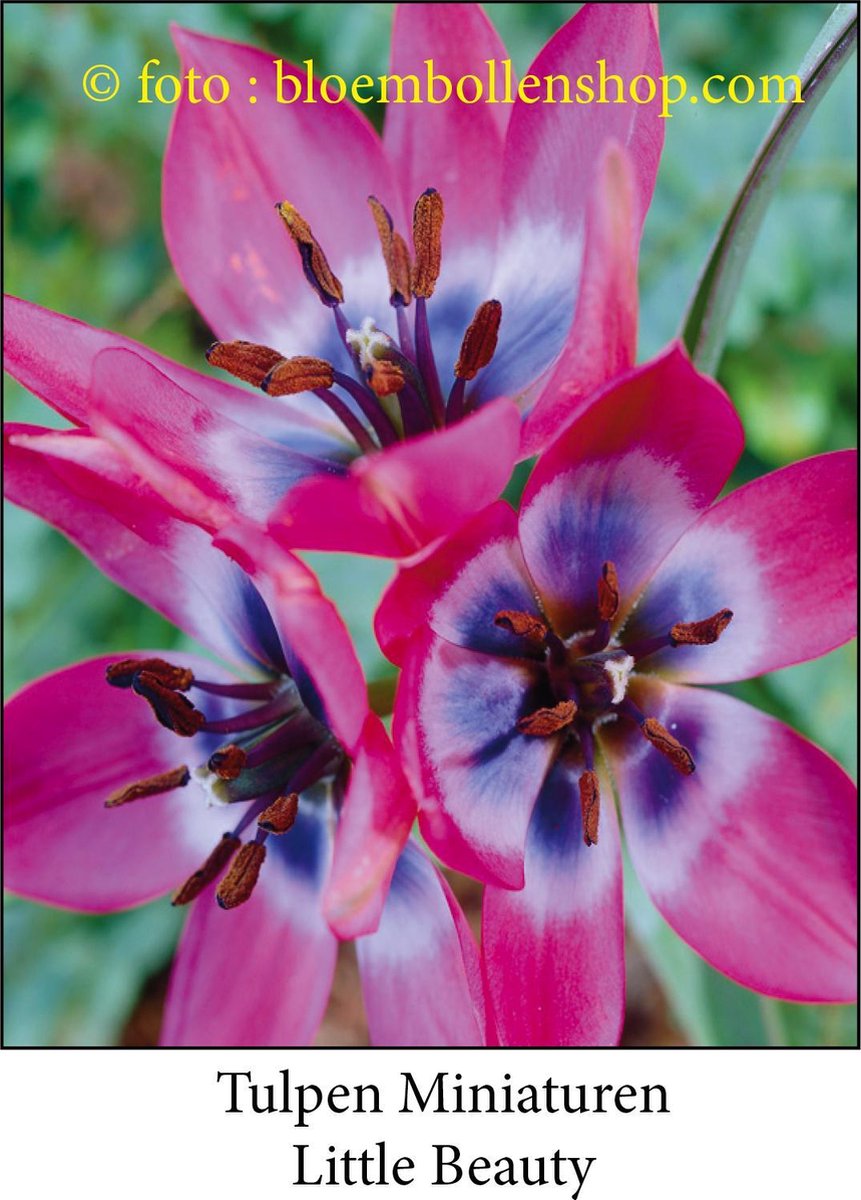 tulp Little Beauty 25 bollen maat 6/+ tulpen - bloembollen- tulpenbollen