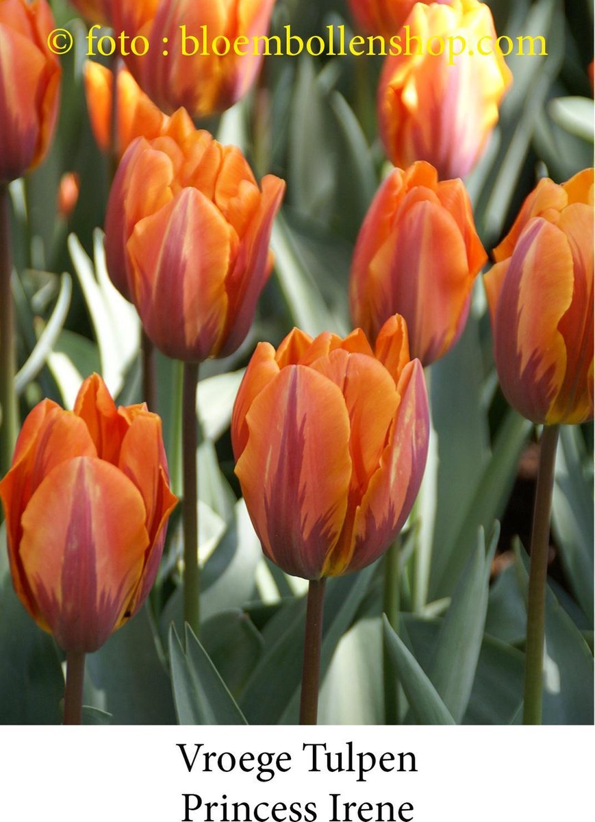 tulp Princess Irene 25 bollen maat 12/+ tulpen bloembollen