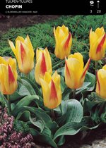 50 x Tulp Chopin