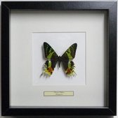 Opgezette vlinder in lijst, Urania Ripheus