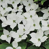 Cornus Kousa Chinensis - Kornoelje - 50-60 cm in pot: Struik met witte bloemen in het late voorjaar.