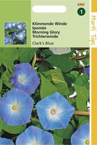 Hortitops Seeds - Ipomoea tricolor (rubro c.) Clark's Blue