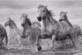 Poster Camargue paarden 91 x 61 cm