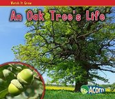 An Oak Tree's Life