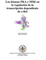 Las Kinasas Pka Y Msk En La Regulaci n de la Transcripci n Dependiente de C-Rel