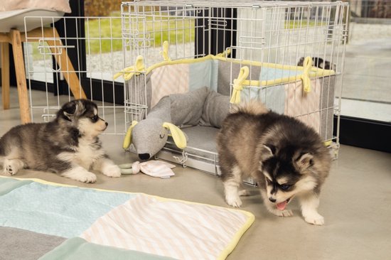 Twee husky puppy's spelen rond een grijze knuffelhond met gele oren en een puppy ren.