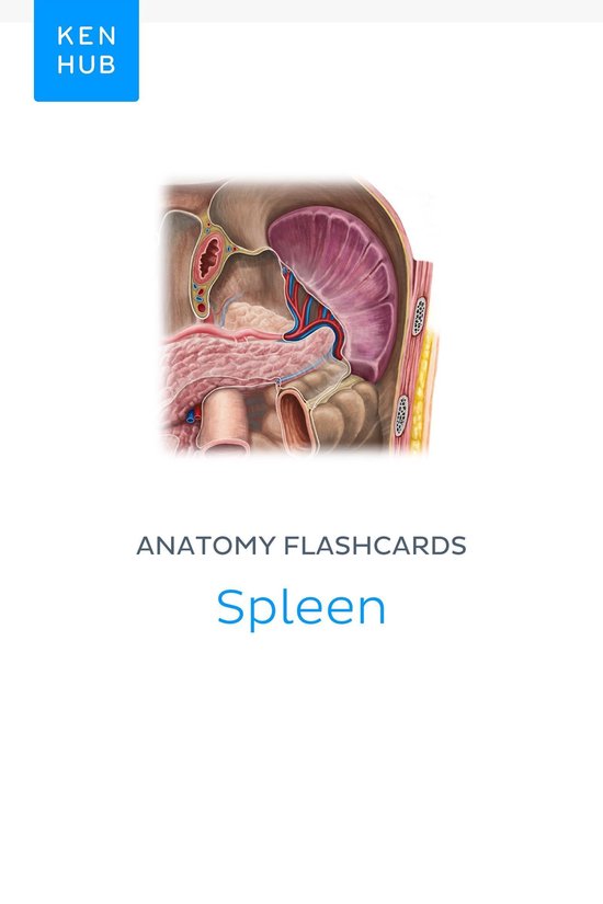 Anatomy flashcards Spleen (ebook), Kenhub 9783962980641 Boeken