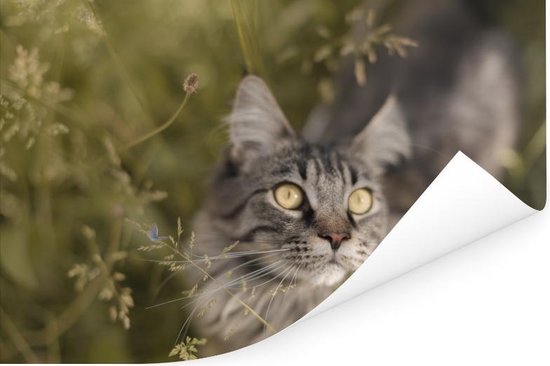 Un chat Maine Coon entre les hautes herbes Poster 180x120 cm - Tirage photo sur Poster (décoration murale salon / chambre) / Poster Animaux domestiques XXL / Groot format!