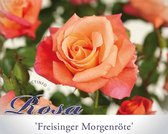 Rosa 'Freisinger Morgenröte'