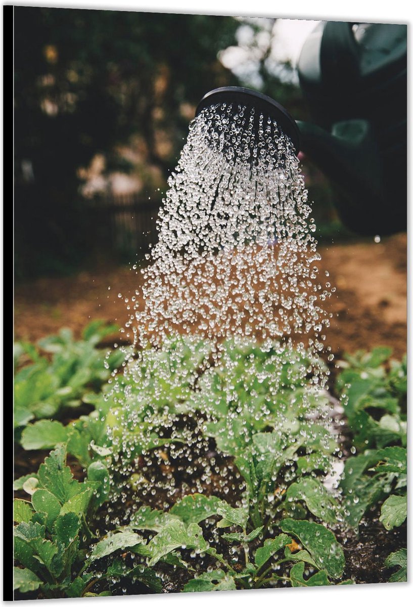 Dibond –Met de Gieter de Planten Water geven– 60x90cm Foto op Dibond;Aluminium (Wanddecora