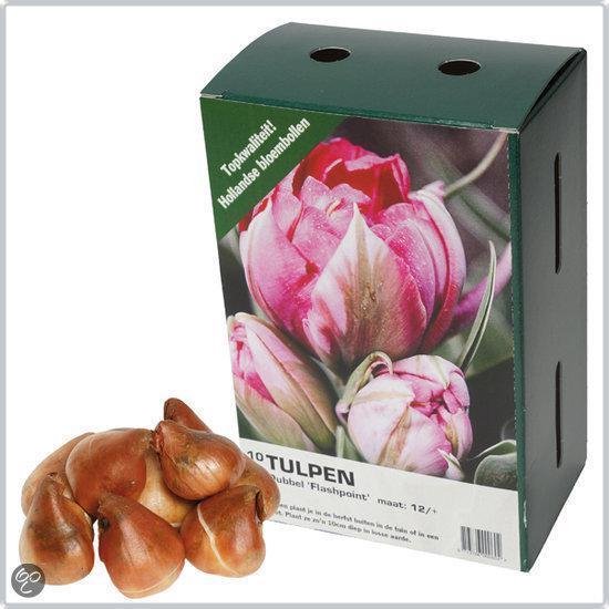 Thoolen Bloembollen Bloembol Tulp Flashpoint | bol.com