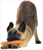 Choosing a Healthy Diet For Your Dog