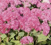 5 stuks Sedum Carl