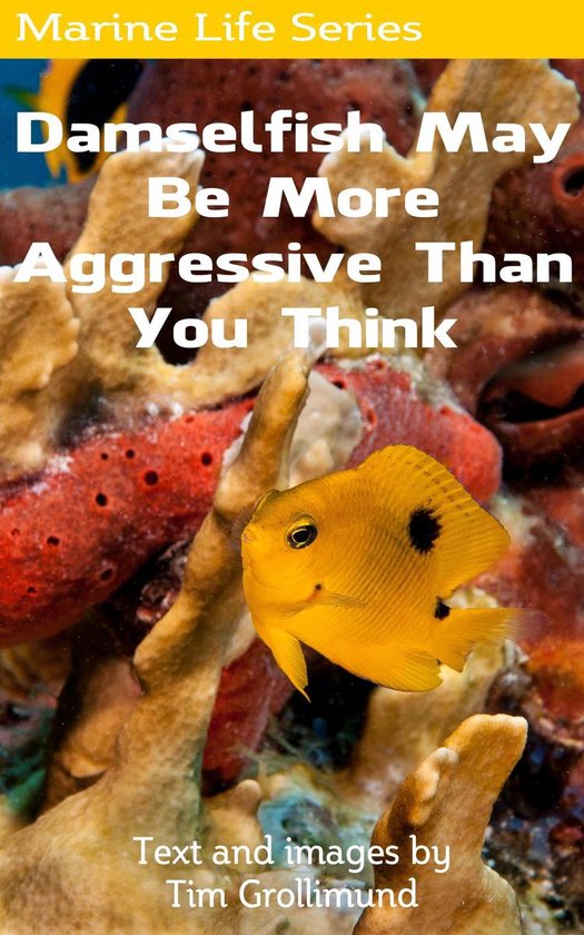 Damselfish May Be More Aggressive Than You Think - cover