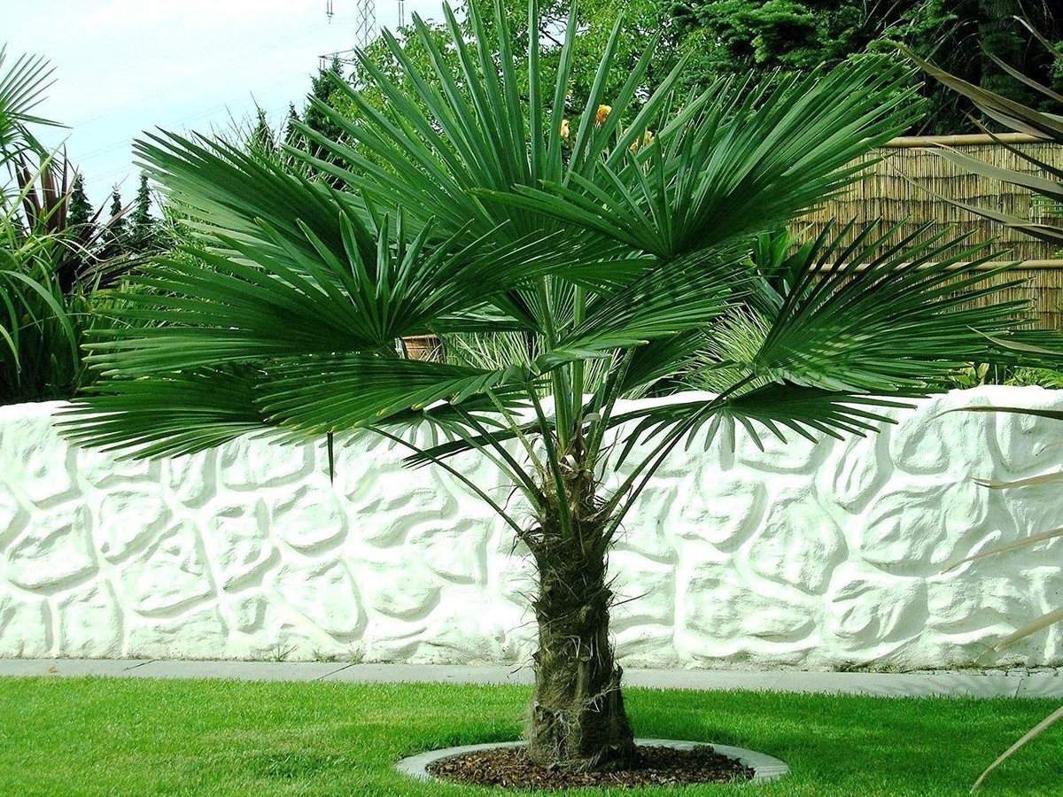 bol.com | Trachycarpus fortunei Stam 80-100 cm Totale Hoogte 200+ cm