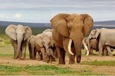 Dieren magneet 3D olifanten