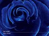 La Luna - Blue Rose
