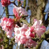 Viburnum Bodnantense 'Dawn' - Sneeuwbal 60-80 cm in pot: Winterbloeiende heester met geurige roze tot witte bloemen.