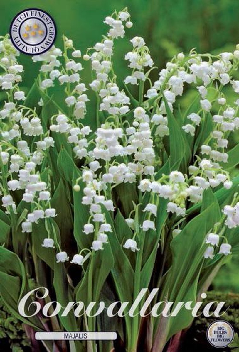 5 Lelietjes Van Dalen Wortels Convallaria Majalis