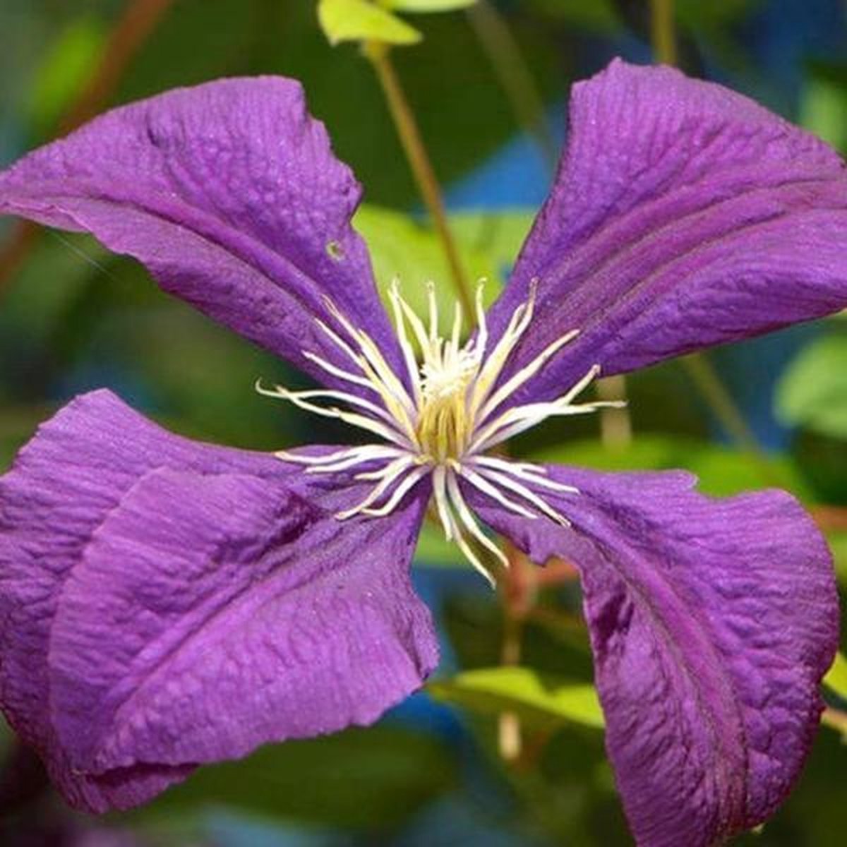 Hello Plants Clematis Jackmanii Bosrank - Klimplant - Ø 15 cm - Hoogte: 65 cm