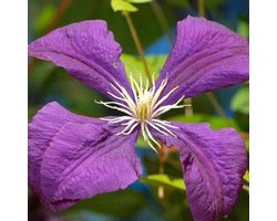 Hello Plants Clematis Jackmanii Bosrank - Klimplant - Ø 15 cm - Hoogte: 65 cm