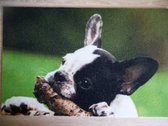 Deurmat 40x60 Franse Bulldog Zwart wit