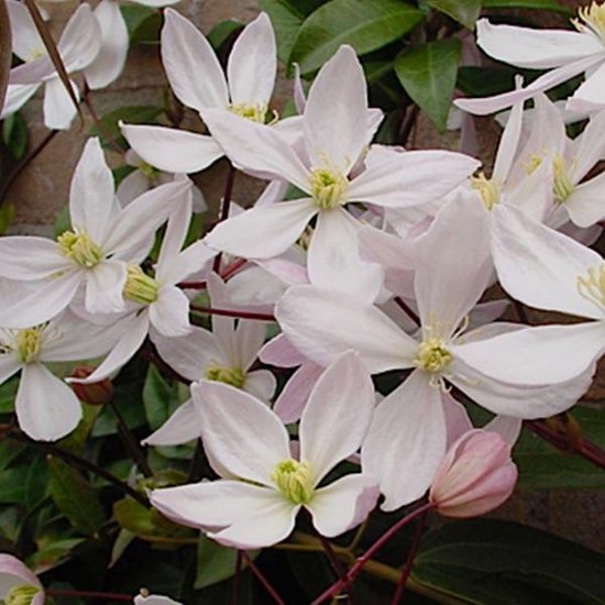 Clematis Armandii Apple Blossom Bosrank 50 60 Cm In Pot Bol Com