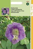 Hortitops Zaden - Cobaea Scandens Violetblauw