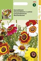 Hortitops Zaden - Chrysanthemum Carinatum Gemengd