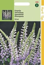 Hortitops Zaden - Veronica Spicata (Ereprijs) Blauw