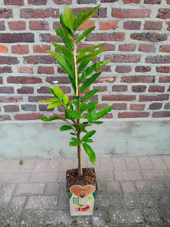Een jonge tamme kastanjeboom van 120 cm hoog, met groene bladeren en een bamboestok ter ondersteuning, in een pot.