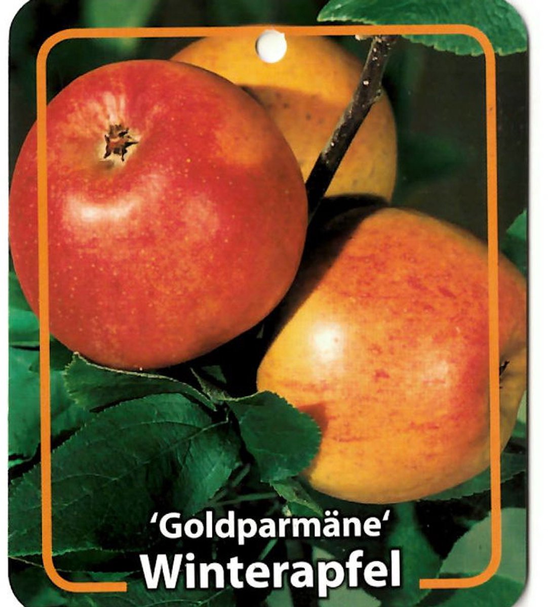 Oosterik home - Malus Domestica Goldparmane
