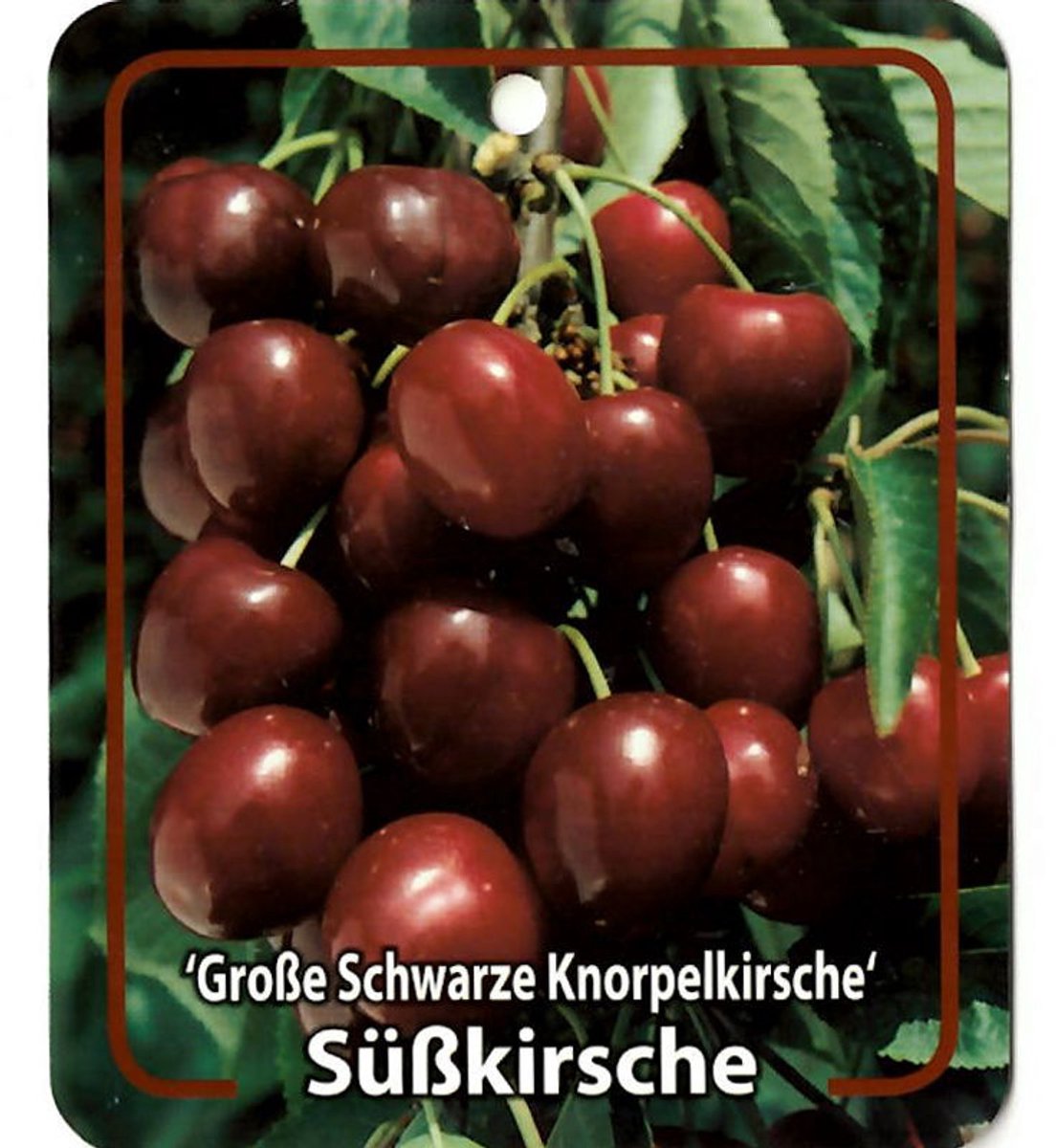 Oosterik home - Prunus Avium Grosse Schwarze Knorpelkirsche