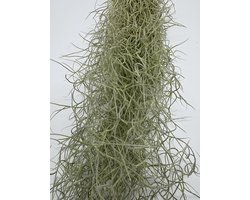 JUNAVERA Tillandsia Usneoides