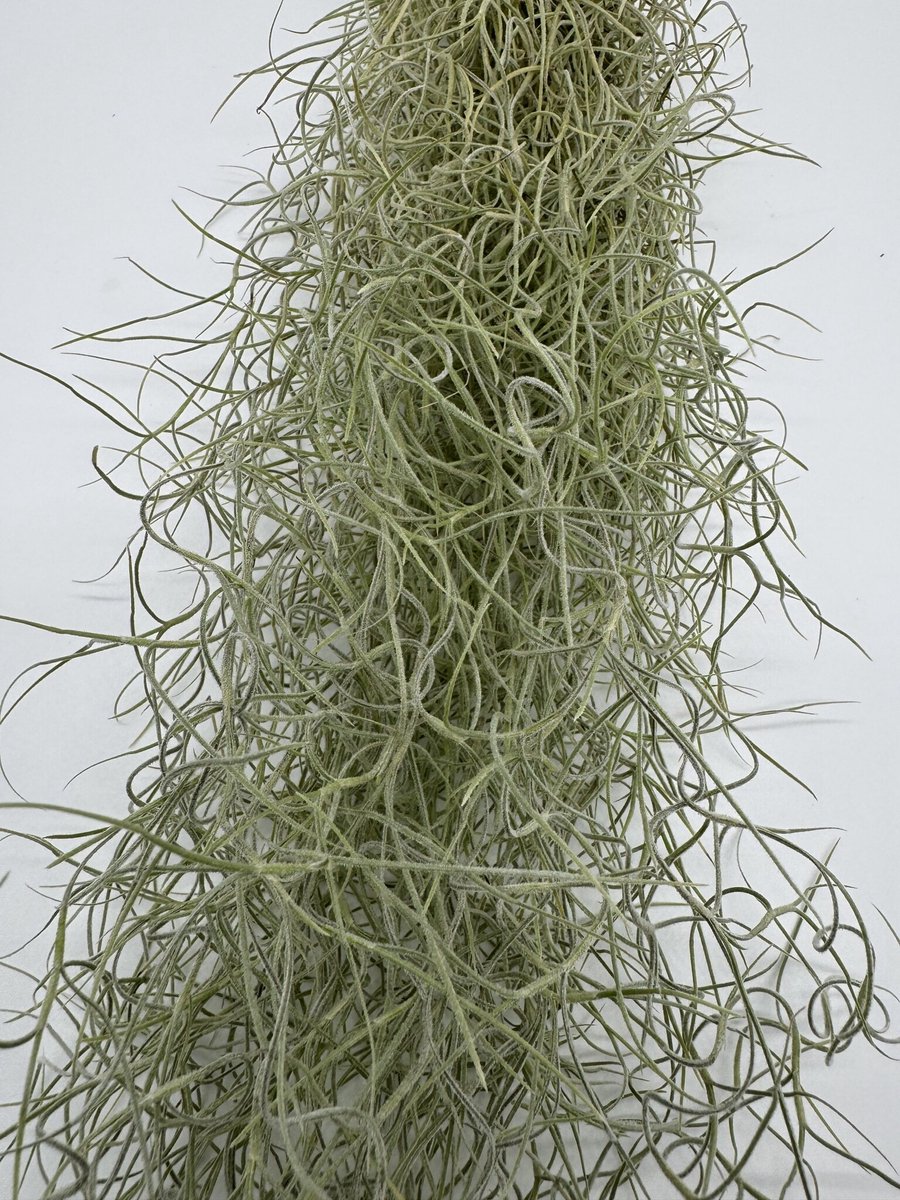 JUNAVERA Tillandsia Usneoides