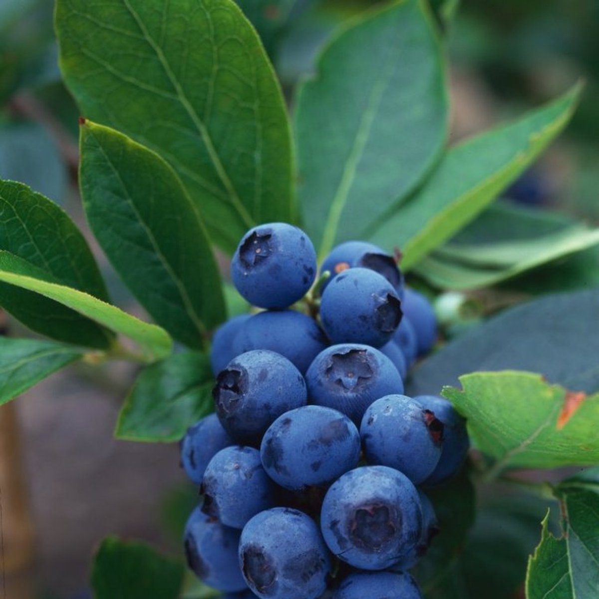 Plants Online BV - Planten - Tuinplanten - Fruit - Set van 1 - Trosbosbes 'Pioneer'
